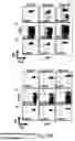 Fig. 32 - SSEA-4 BINDING MEMBERS