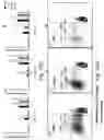Fig. 33 - SSEA-4 BINDING MEMBERS