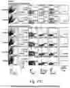 Fig. 44 - SSEA-4 BINDING MEMBERS