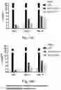 Fig. 52 - SSEA-4 BINDING MEMBERS
