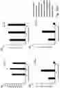 Fig. 53 - SSEA-4 BINDING MEMBERS