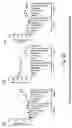 Fig. 63 - SSEA-4 BINDING MEMBERS