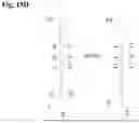 Fig. 19 - Linked paired strand sequencing