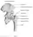 Fig. 02 - Tensor fascia latae (TFL) protector