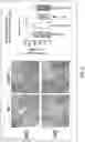 Fig. 07 - METHODS AND COMPOSITIONS FOR TREATMENT OF NEURODEGENERATION