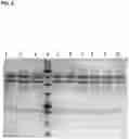 Fig. 02 - Methods of producing and characterizing virus vaccine and virus vaccine composition