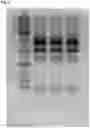 Fig. 07 - Methods of producing and characterizing virus vaccine and virus vaccine composition