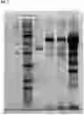Fig. 08 - Methods of producing and characterizing virus vaccine and virus vaccine composition