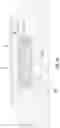 Fig. 24 - High-density FAUs and optical interconnection devices and related methods