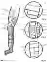 Fig. 02 - Bandage System with Decongestive Function