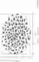 Fig. 09 - RAPID PREDICTION OF DRUG RESPONSIVENESS