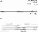 Fig. 01 - Methods and compositions to increase yield through modifications of FEA3 genomic locus and associated ligands