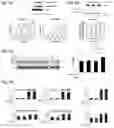 Fig. 08 - Compositions and methods for treating Alzheimer's disease