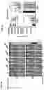 Fig. 02 - METHODS AND COMPOSITIONS FOR INCREASING TRANSDUCTION EFFICIENCY WITH CELL MEMBRANE FUSION PROTEINS