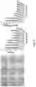 Fig. 03 - ENGINEERED CARTILAGE
