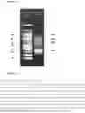 Fig. 07 - Method for synthesis of polynucleotides using a diverse library of oligonucleotides