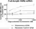 Fig. 01 - LIPOSOMAL SPHERICAL NUCLEIC ACID (SNA) CONSTRUCTS FOR SPLICE MODULATION