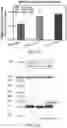 Fig. 07 - LIPOSOMAL SPHERICAL NUCLEIC ACID (SNA) CONSTRUCTS FOR SPLICE MODULATION