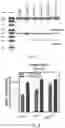 Fig. 10 - LIPOSOMAL SPHERICAL NUCLEIC ACID (SNA) CONSTRUCTS FOR SPLICE MODULATION