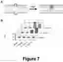 Fig. 08 - FORCED INTERCALATION (FIT)-APTAMERS: PROBES BASED ON FORCED INTERCALATION