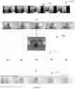 Fig. 08 - SYSTEM AND METHOD FOR AUGMENTING LIGHTFIELD IMAGES