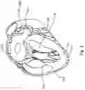 Fig. 02 - DEVICES AND METHODS FOR LEFT ATRIAL APPENDAGE CLOSURE