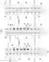 Fig. 08 - CORRECTIVE APPLIANCE