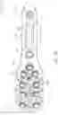 Fig. 05 - Humeral fixation plates