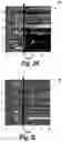 Fig. 09 - Wireless neuromodulation via microwave split ring resonator