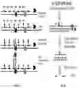Fig. 02 - METHODS FOR ENHANCING DNA DAMAGE AND APOPTOSIS OF LEUKEMIC CELLS