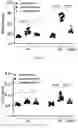 Fig. 02 - PHARMACEUTICAL COMPOSITION AND USE THEREOF FOR RELIEVING PROGRESSION OF CHRONIC KIDNEY DISEASE OR PREVENTING THEREOF