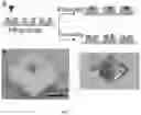 Fig. 02 - CORE-SHELL MICRONEEDLE PLATFORM FOR TRANSDERMAL AND PULSATILE DRUG/VACCINE DELIVERY AND METHOD OF MANUFACTURING THE SAME