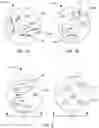 Fig. 02 - PHOSPHONIUM-CONTAINING POLYURETHANE COMPOSITIONS