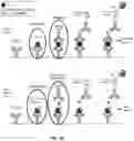 Fig. 03 - COMPOSITIONS AND METHODS FOR AN IL-17 TARGET ENGAGEMENT ASSAY WITH SMALL MOLECULE MODULATORS