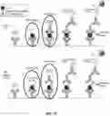 Fig. 04 - COMPOSITIONS AND METHODS FOR AN IL-17 TARGET ENGAGEMENT ASSAY WITH SMALL MOLECULE MODULATORS