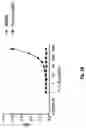 Fig. 06 - COMPOSITIONS AND METHODS FOR AN IL-17 TARGET ENGAGEMENT ASSAY WITH SMALL MOLECULE MODULATORS