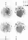 Fig. 19 - BIOLOGICAL IMAGE TRANSFORMATION USING MACHINE-LEARNING MODELS