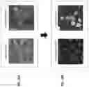 Fig. 25 - BIOLOGICAL IMAGE TRANSFORMATION USING MACHINE-LEARNING MODELS
