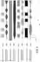 Fig. 09 - Transmitting frequency multiplexed signals from a superconducting domain