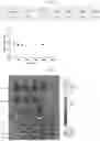 Fig. 07 - NANOPARTICLES CONTAINING CELLULAR MEMBRANE AND USES THEREOF
