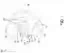 Fig. 02 - Beverage drinking apparatus