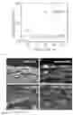 Fig. 07 - HIGH CAPACITY ELECTRODES ENABLED BY 2D MATERIALS IN A VISCOUS AQUEOUS INK