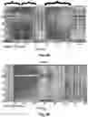 Fig. 05 - Systems and methods for analyzing brain activity and applications thereof