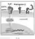 Fig. 07 - METHODS FOR TREATING ANEMIA OF CHRONIC DISEASE