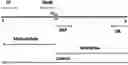 Fig. 01 - A KIT FOR DETECTION OF MUTATIONS CAUSING GENETIC DISORDERS