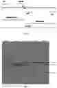 Fig. 02 - A KIT FOR DETECTION OF MUTATIONS CAUSING GENETIC DISORDERS