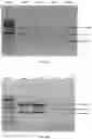 Fig. 03 - A KIT FOR DETECTION OF MUTATIONS CAUSING GENETIC DISORDERS