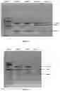 Fig. 04 - A KIT FOR DETECTION OF MUTATIONS CAUSING GENETIC DISORDERS