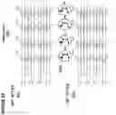 Fig. 33 - OUTPUT CIRCUIT FOR ANALOG NEURAL MEMORY IN A DEEP LEARNING ARTIFICIAL NEURAL NETWORK