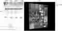 Fig. 01 - Viewing 3D photo galleries in VR